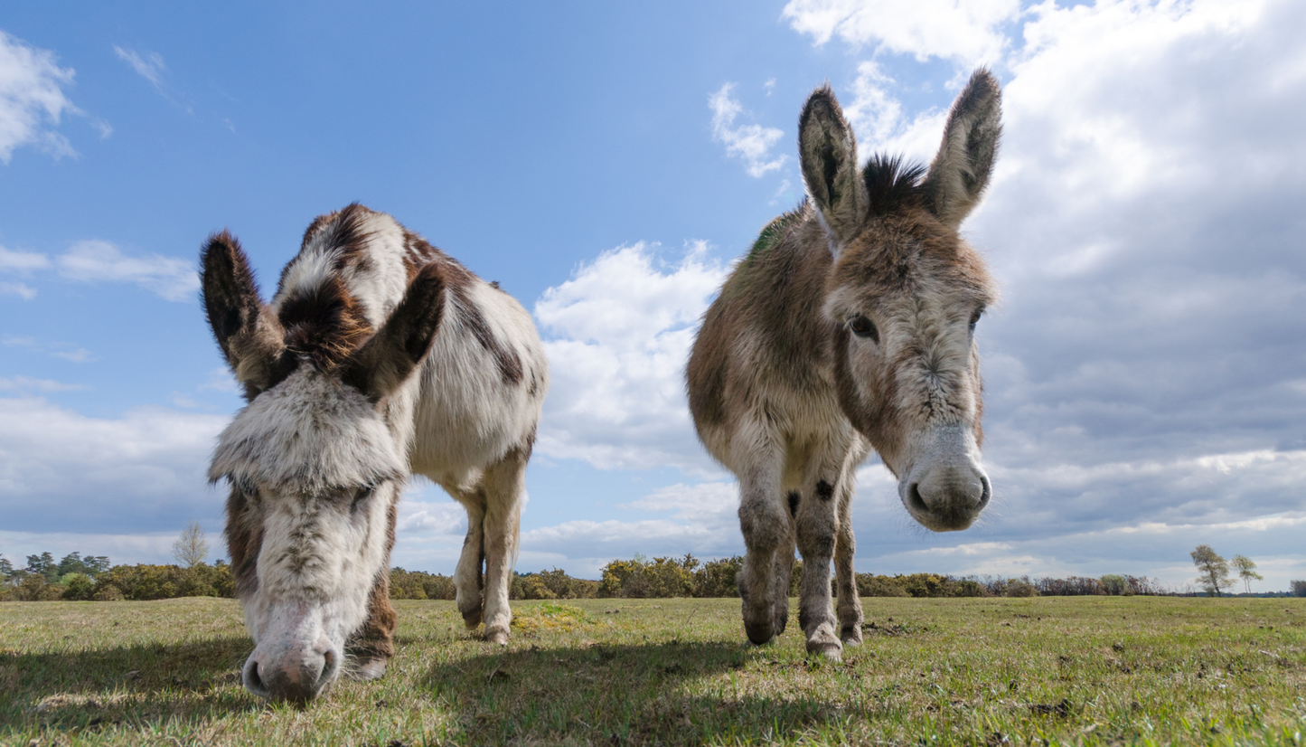 Fairweather's Gift Card