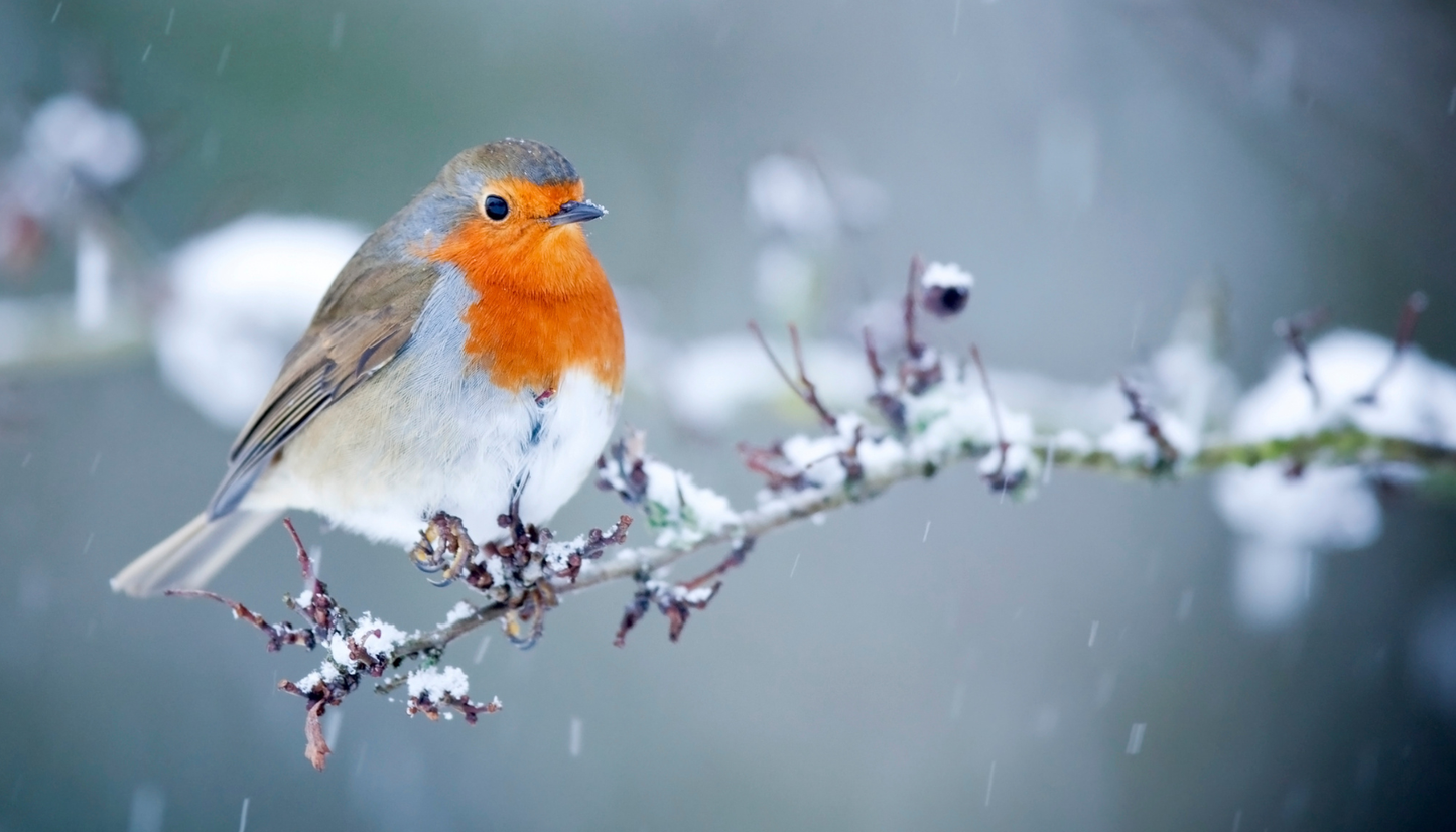 Fairweather's Gift Card